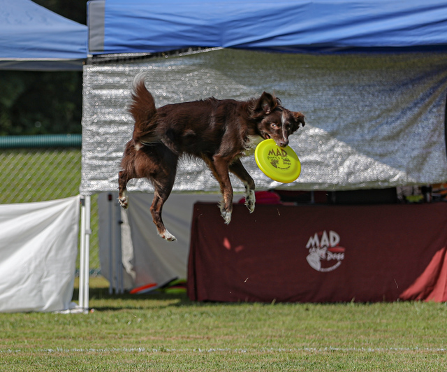 Super Pet Expo Mid Atl Disc Jagger (1)